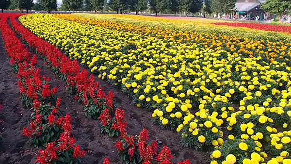 ファームとみた